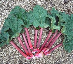 Rhubarb stalks